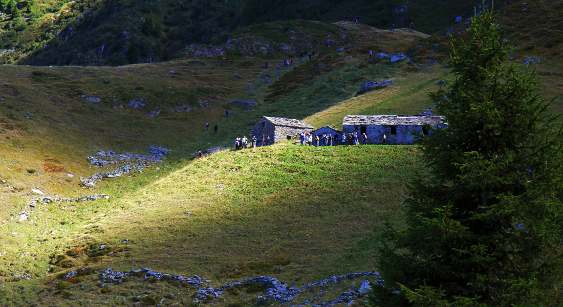 Alpe pedroria